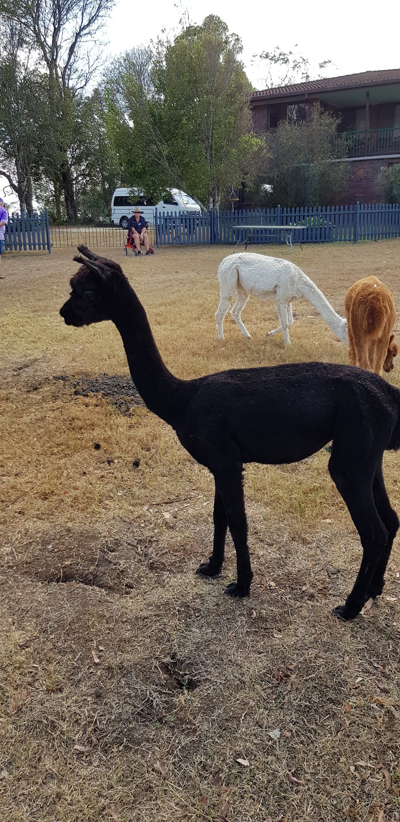 Wahgungurry Alpaca Stud | 2276 Lawrence Rd, Lower Southgate NSW 2460, Australia | Phone: 0419 986 554