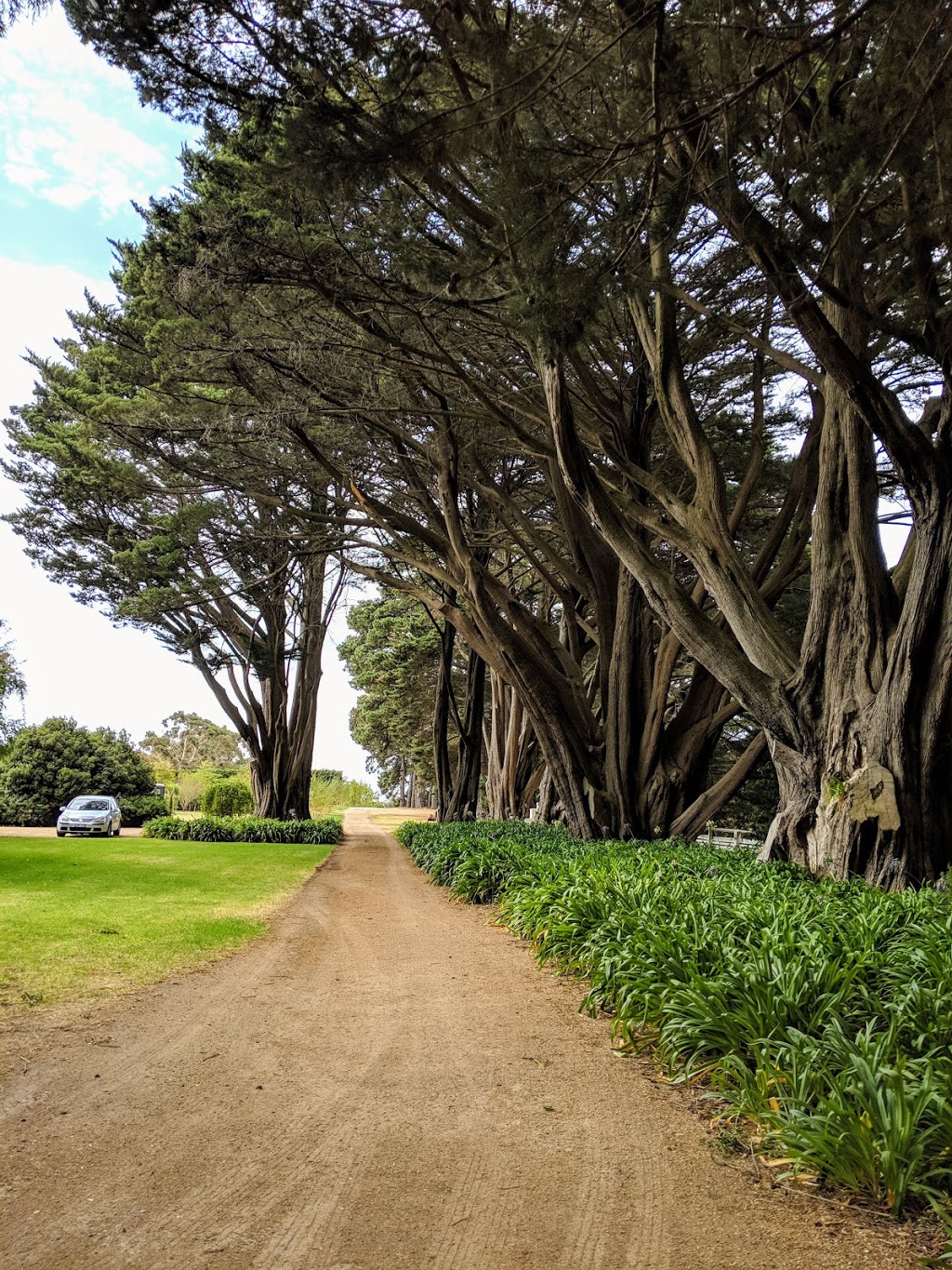 Panton Vineyard and Cellar Door | 11 Shoreham Rd, Shoreham VIC 3916, Australia | Phone: 0418 551 066