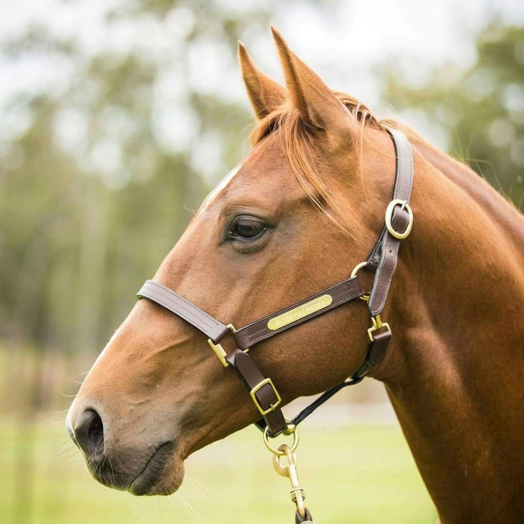 Timbarra View Quarter Horses | 1990 Billirimba Rd, Tenterfield NSW 2372, Australia | Phone: 0428 628 276