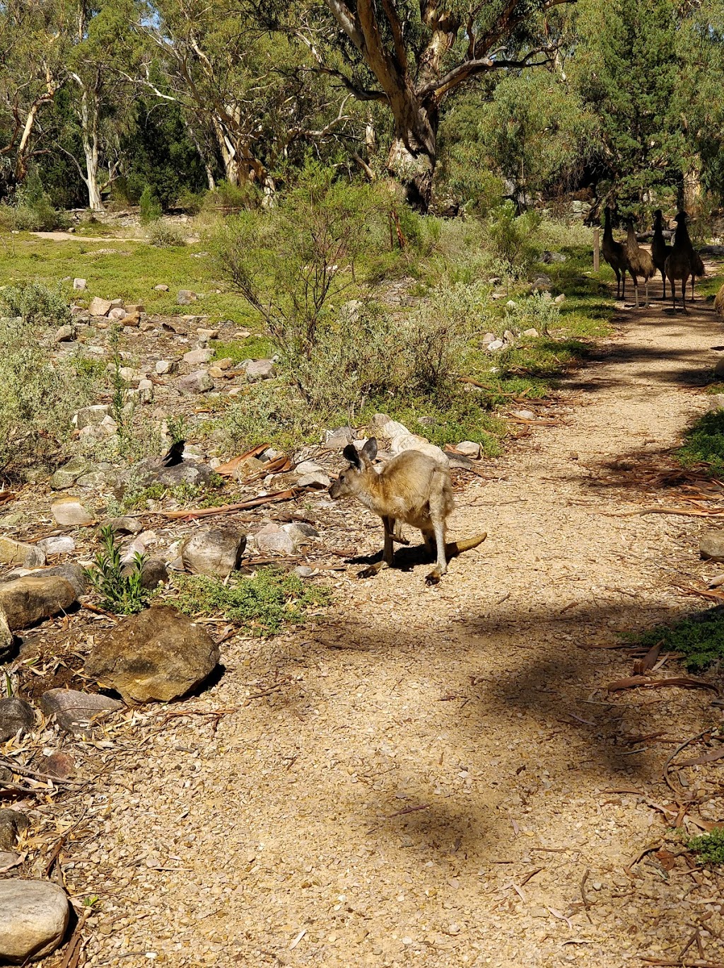 Mount Remarkable National Park | park | South Australia 5540, Australia | 0886347068 OR +61 8 8634 7068