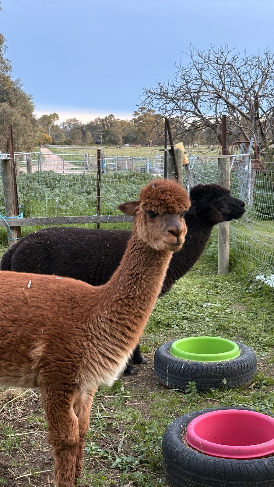 Murraydale Distillery and Craft Beer | 214 Butler Rd, Murraydale VIC 3586, Australia | Phone: 0423 865 378 Murraydale Distillery and Craft Beer | 214 Butler Rd, Murraydale VIC 3586, Australia | Phone: 0423 865 378