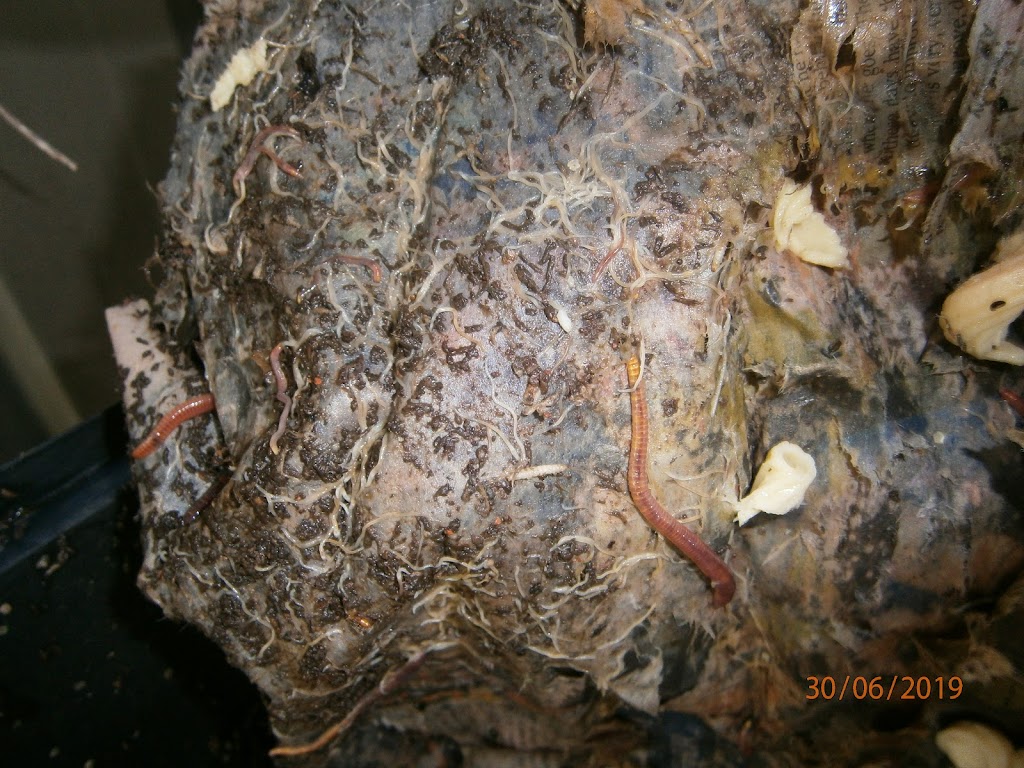 Rosemeadow Worm Farming | 5 Fitzgibbon Ln, Rosemeadow NSW 2560, Australia | Phone: (02) 9057 6479