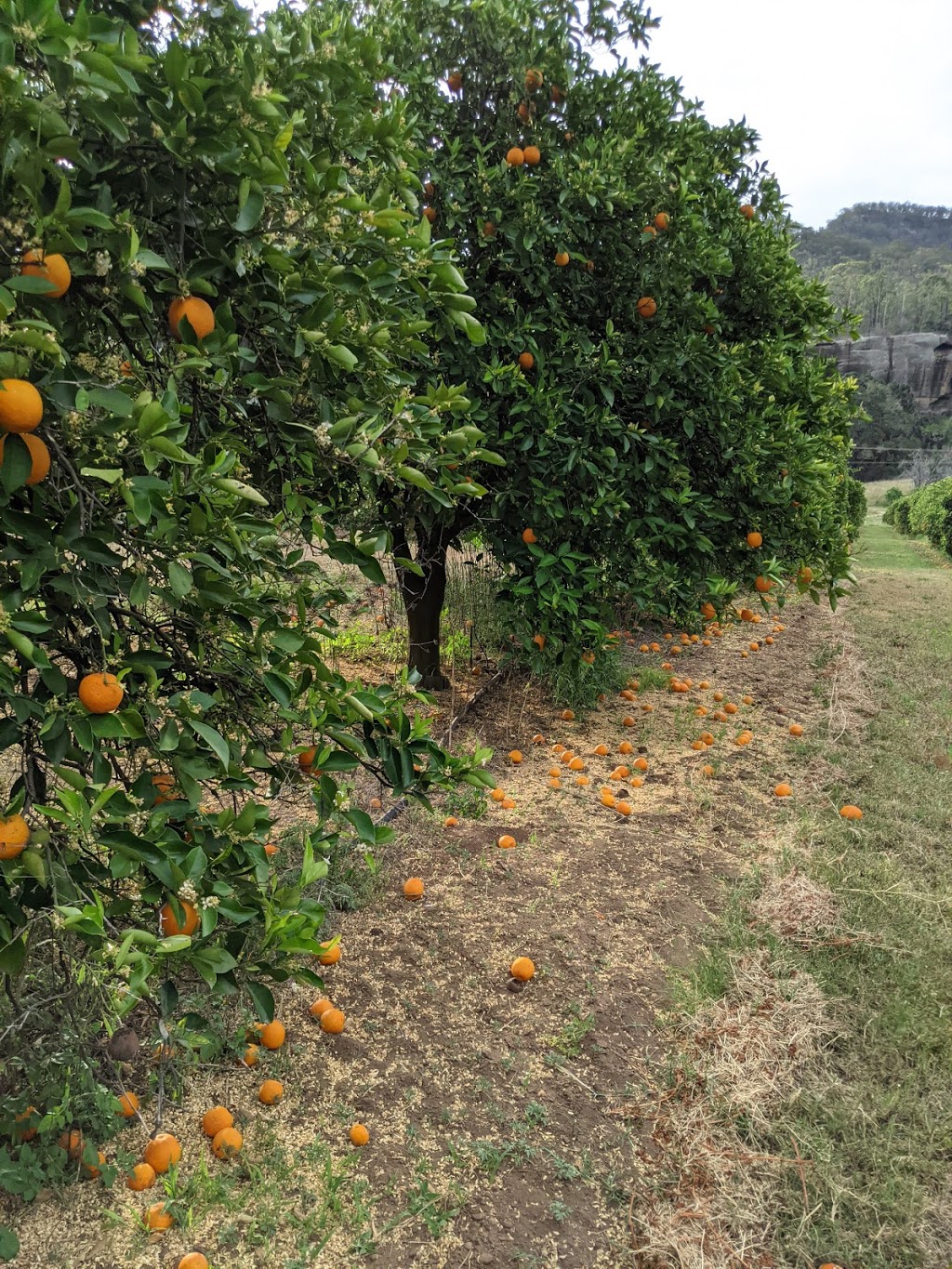 Hillsdale Citrus Orchard |  | 380 Thompsons Rd, Milbrodale NSW 2330, Australia | 0265745173 OR +61 2 6574 5173