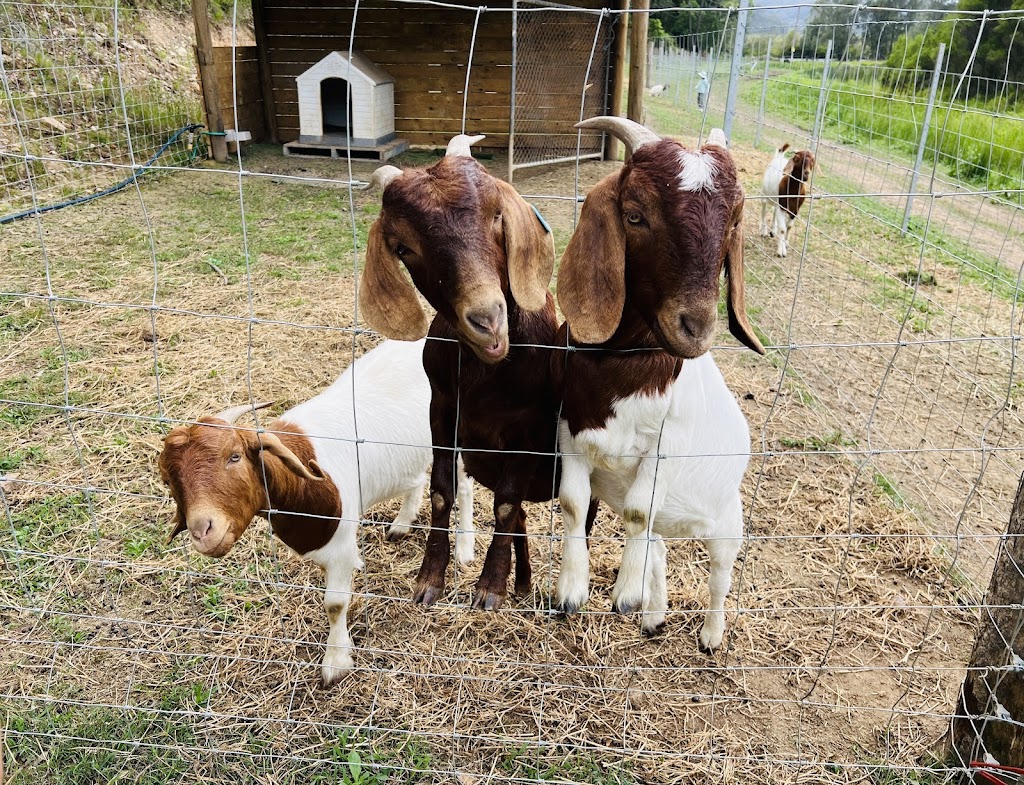 The Little Chooks Farm | 4256 Wisemans Ferry Rd, Spencer NSW 2775, Australia | Phone: 0414 200 900 The Little Chooks Farm | 4256 Wisemans Ferry Rd, Spencer NSW 2775, Australia | Phone: 0414 200 900