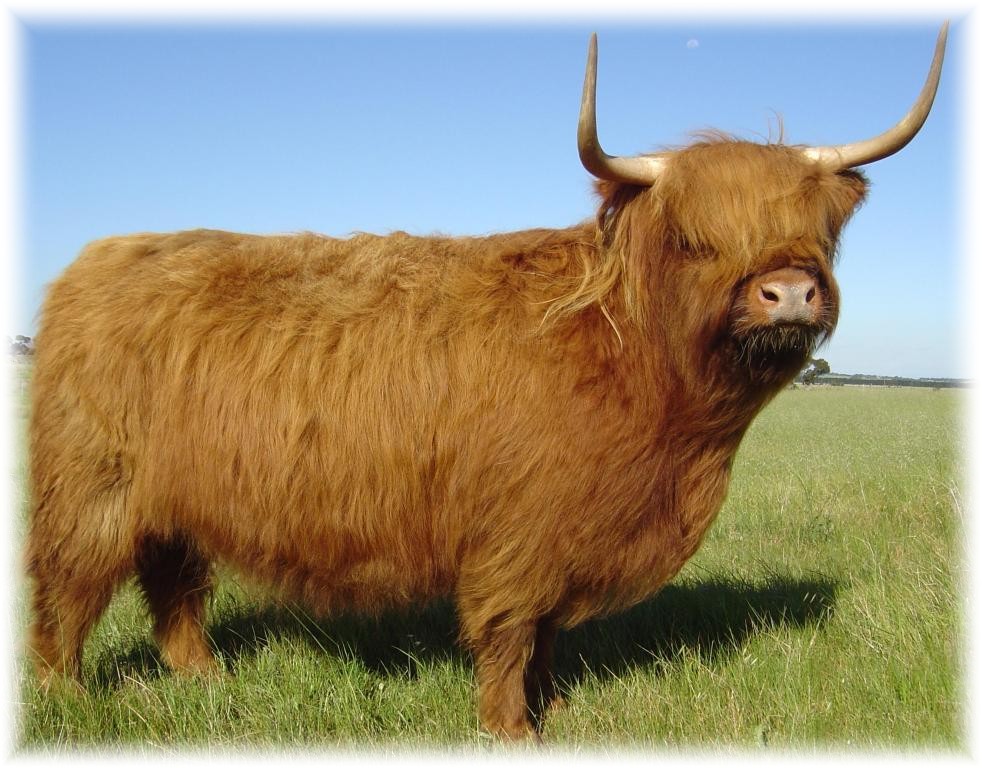 BAIRNSLEY Highland Cattle | food | 602 Couangalt Rd, Gisborne VIC 3437, Australia | 0409196110 OR +61 409 196 110