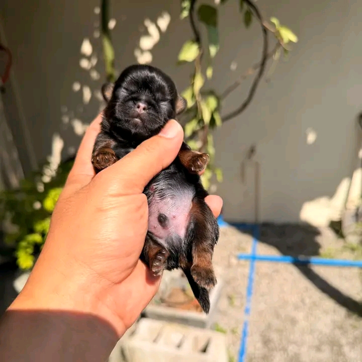 POLINAS SHIHTZU PUPPIES FOR REHOMING | St Georges Terrace, St George QLD 4487, Australia | Phone: (570) 597-3342