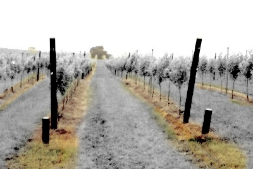 Priory Ridge Wines | 280 Ansons Bay Rd, St Helens TAS 7216, Australia | Phone: (03) 6376 1916