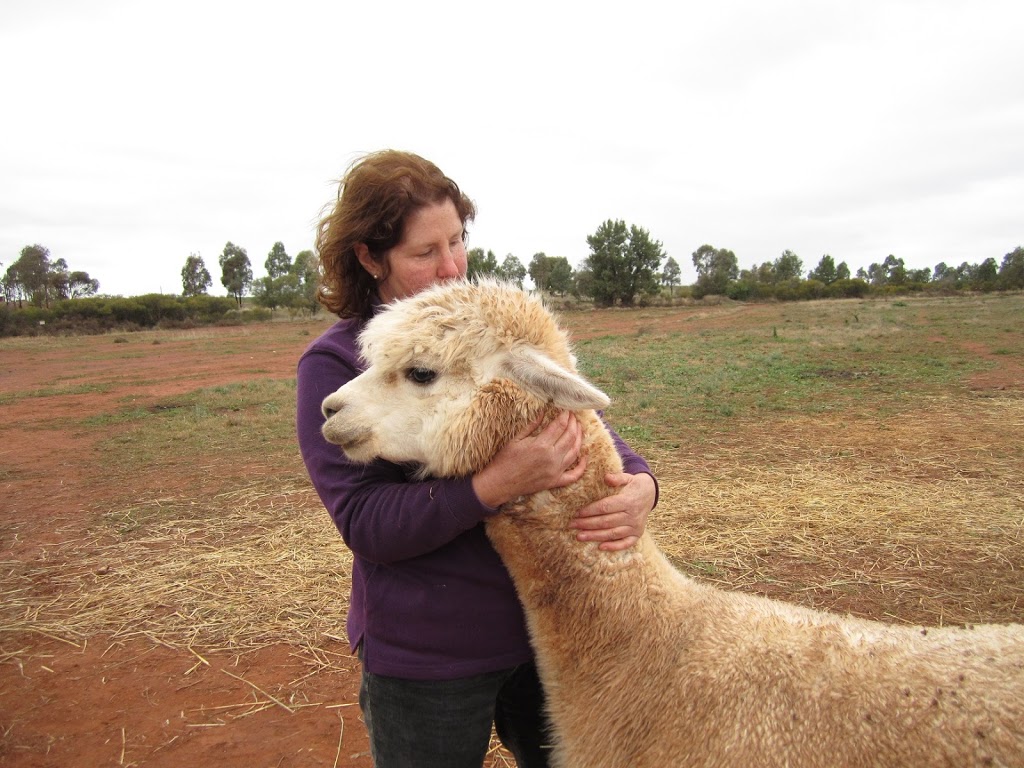 Signature Alpaca Farm | Grassmere Rd, Condobolin NSW 2877, Australia | Phone: 0447 957 665