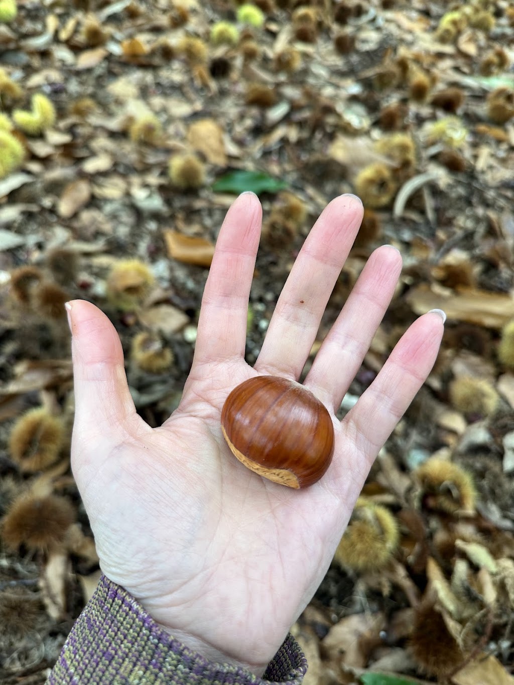 Chestnuts by Sylvie | 26 Priors Rd, The Patch VIC 3792, Australia | Phone: 0439 084 730
