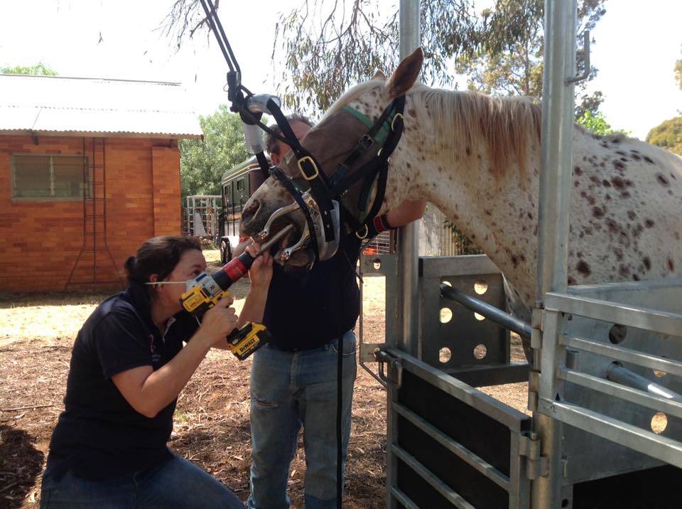 Murray Valley Equine Dental Vet | 22 Tinklers Rd, Picola VIC 3639, Australia | Phone: 0408 237 581