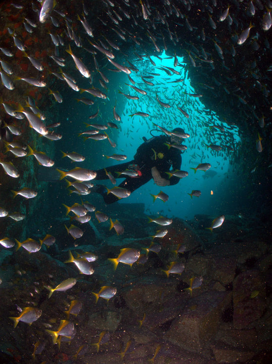 Fish Rock Dive Centre | travel agency | 134 Gregory St, South West Rocks NSW 2431, Australia | 0265666614 OR +61 2 6566 6614