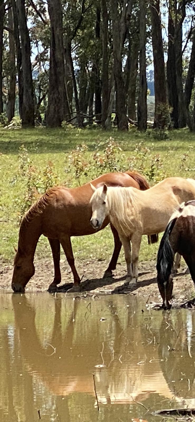 Fellowdale Farm | 62 Hayman Rd, Bundanoon NSW 2578, Australia | Phone: 0412 253 846