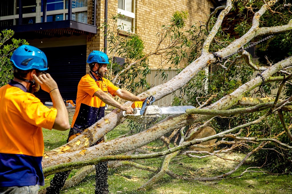 Able Tree Services |  | 75 Violet Town Rd, Tingira Heights NSW 2290, Australia | 0403221044 OR +61 403 221 044