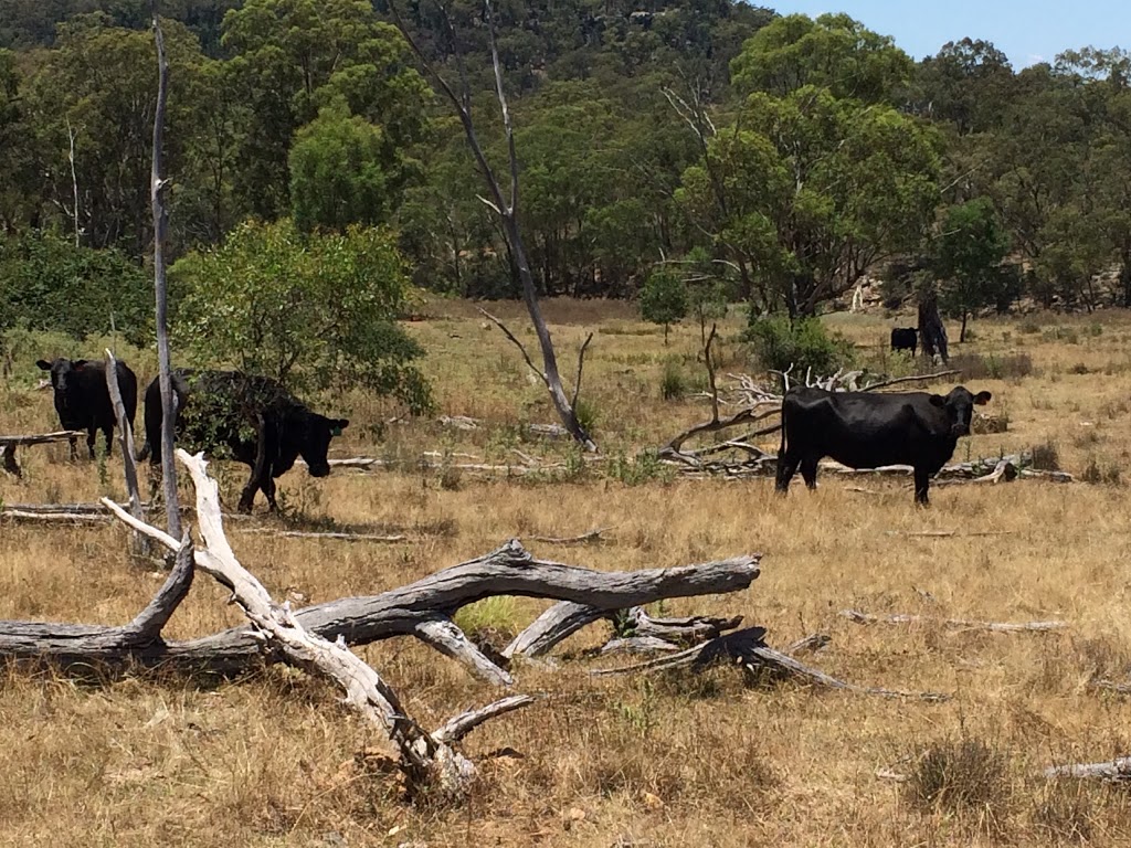 "Crowie" - Munmurra Angus | 1320 Durridgerie Rd, Turill NSW 2850, Australia | Phone: 0417 322 436