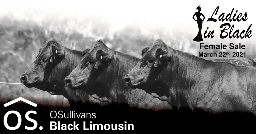 OSullivans Black Limousin | 296 Mount Walker W Rd, Lower Mt QLD 4340, Australia | Phone: 0412 765 284