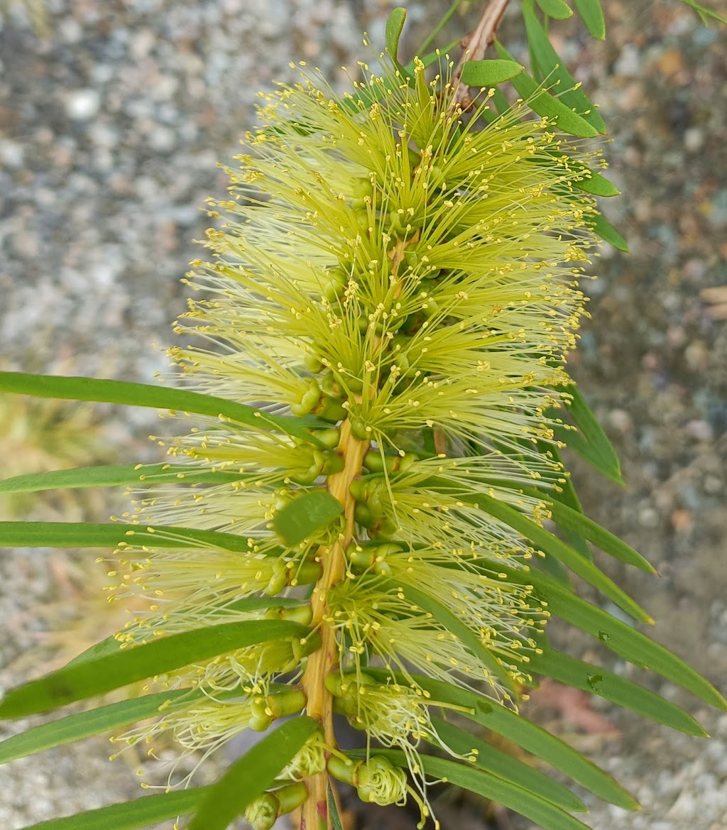 Green and Gold Natives | 26 Coburg Rd, Canungra QLD 4275, Australia | Phone: 0403 415 811
