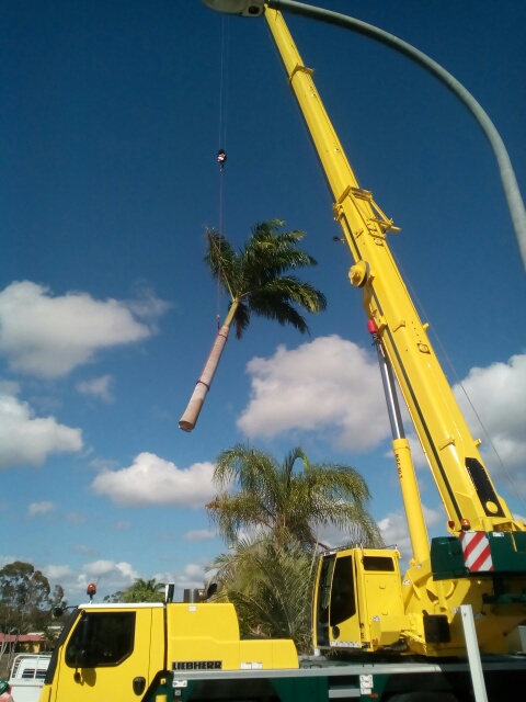 Boyne Island Tree Services | 1 Ronpen Cl, Tannum Sands QLD 4680, Australia | Phone: 0427 777 652