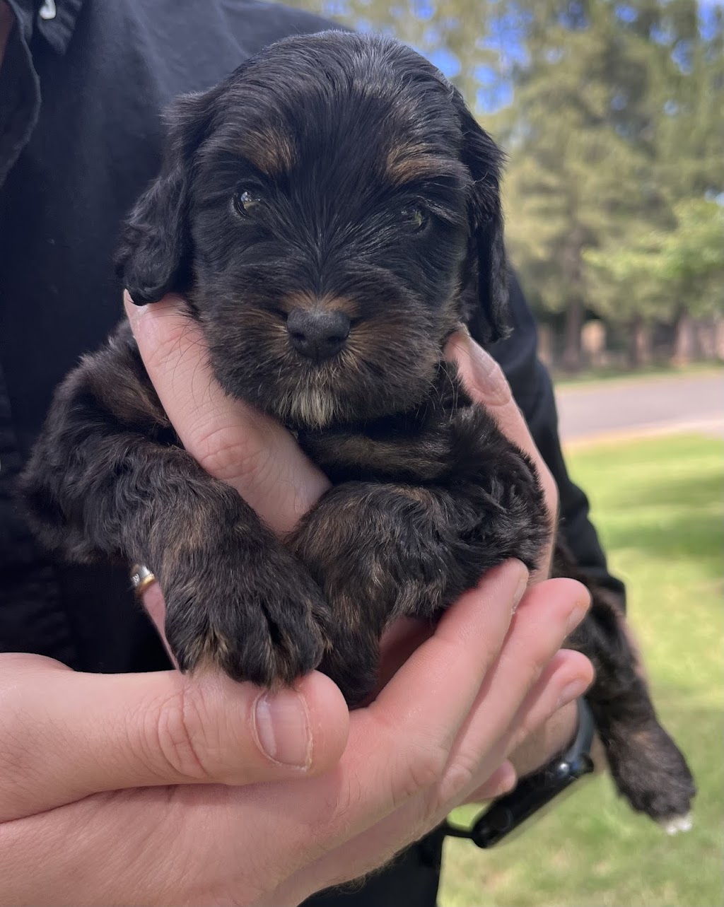 Oodle Life | 11A Benwerrin Cres, Grasmere NSW 2570, Australia | Phone: 0488 667 988