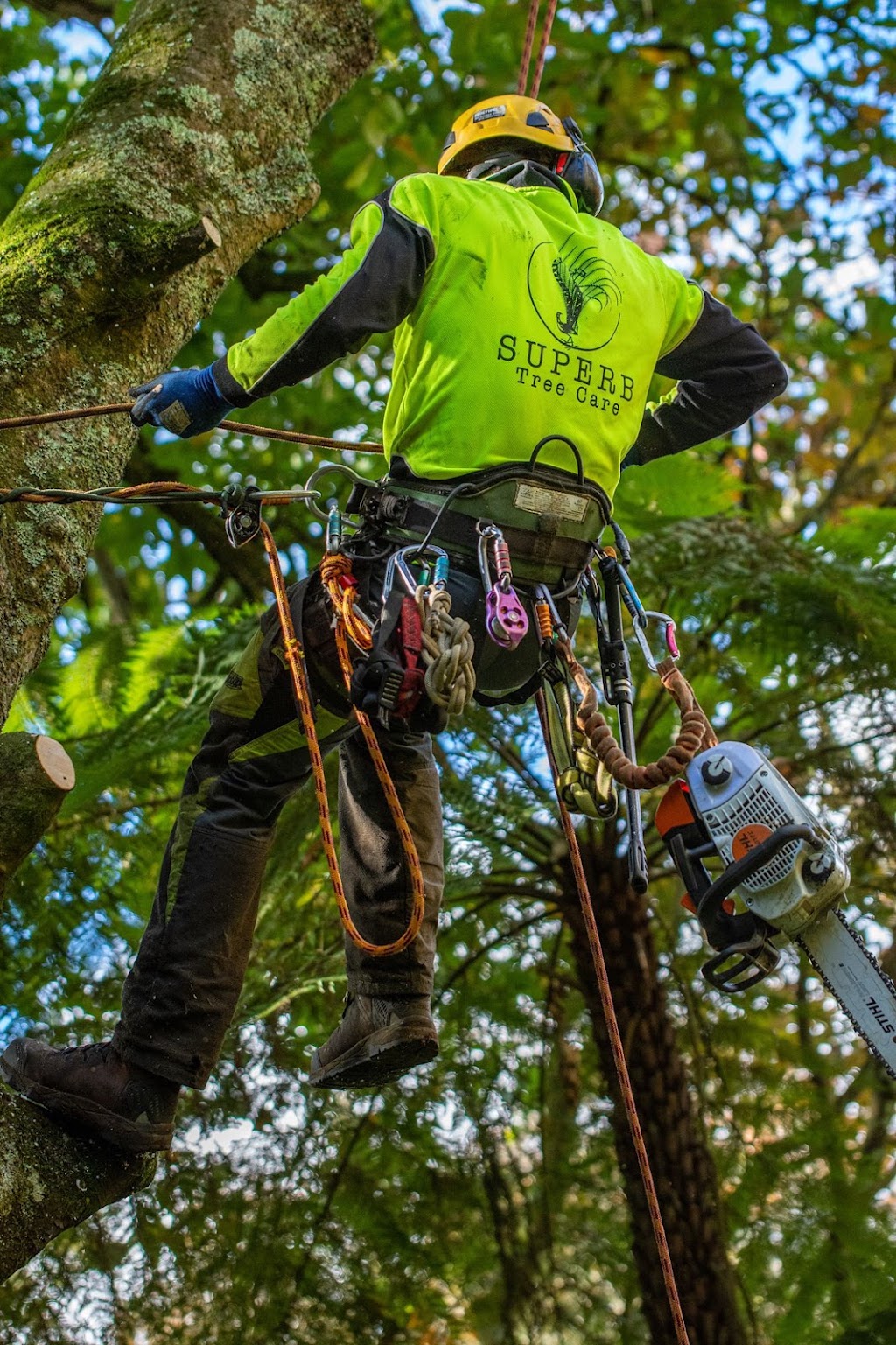 Superb Tree Care | 57 Kilvington Dr, Emerald VIC 3782, Australia | Phone: (03) 9804 7369