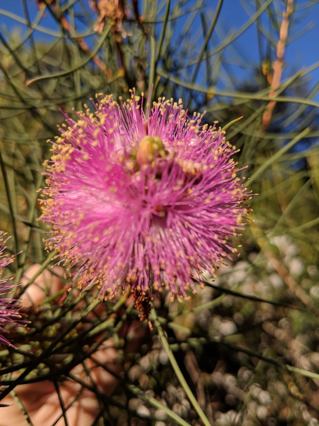 Illawarra Grevillea Park | park | Princes Hwy, Bulli NSW 2516, Australia