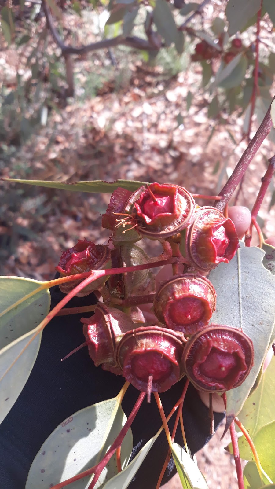 walpeup dryland garden | park | 3 Glen St, Walpeup VIC 3507, Australia