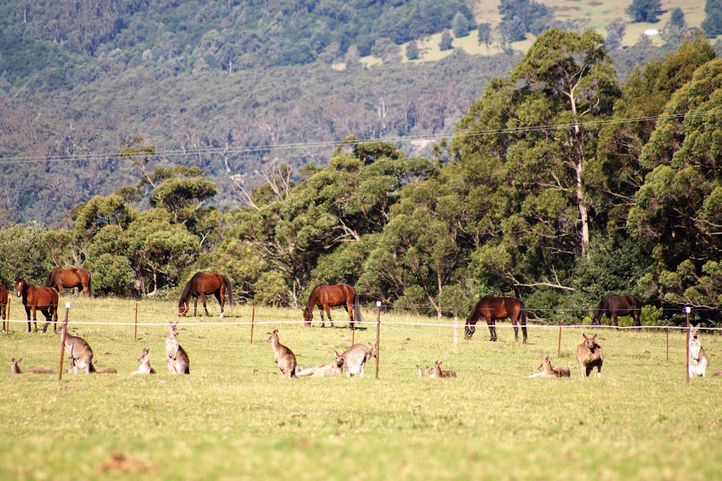Kangaroo Valley Horse Riding | lodging | 24 Hillcrest View Ln, Kangaroo Valley NSW 2577, Australia | 0244651912 OR +61 2 4465 1912