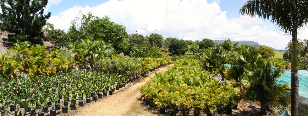 Mullumbimby Palms Nursery | 147 Clays Rd, Mullumbimby NSW 2482, Australia | Phone: (02) 6684 1558