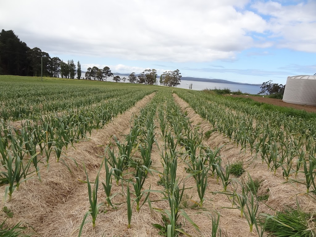 Tasmanian Gourmet Garlic | 4241 Channel Hwy, Middleton TAS 7163, Australia | Phone: 0418 202 290