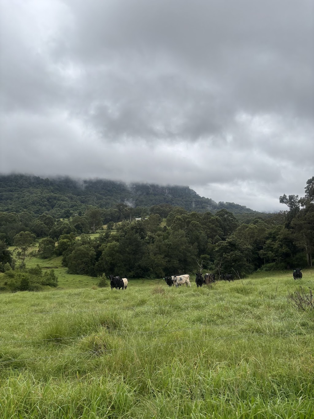 Young Macdonald’s Farm | 121 Flannery Ln, Tapitallee NSW 2540, Australia | Phone: 0412 022 014