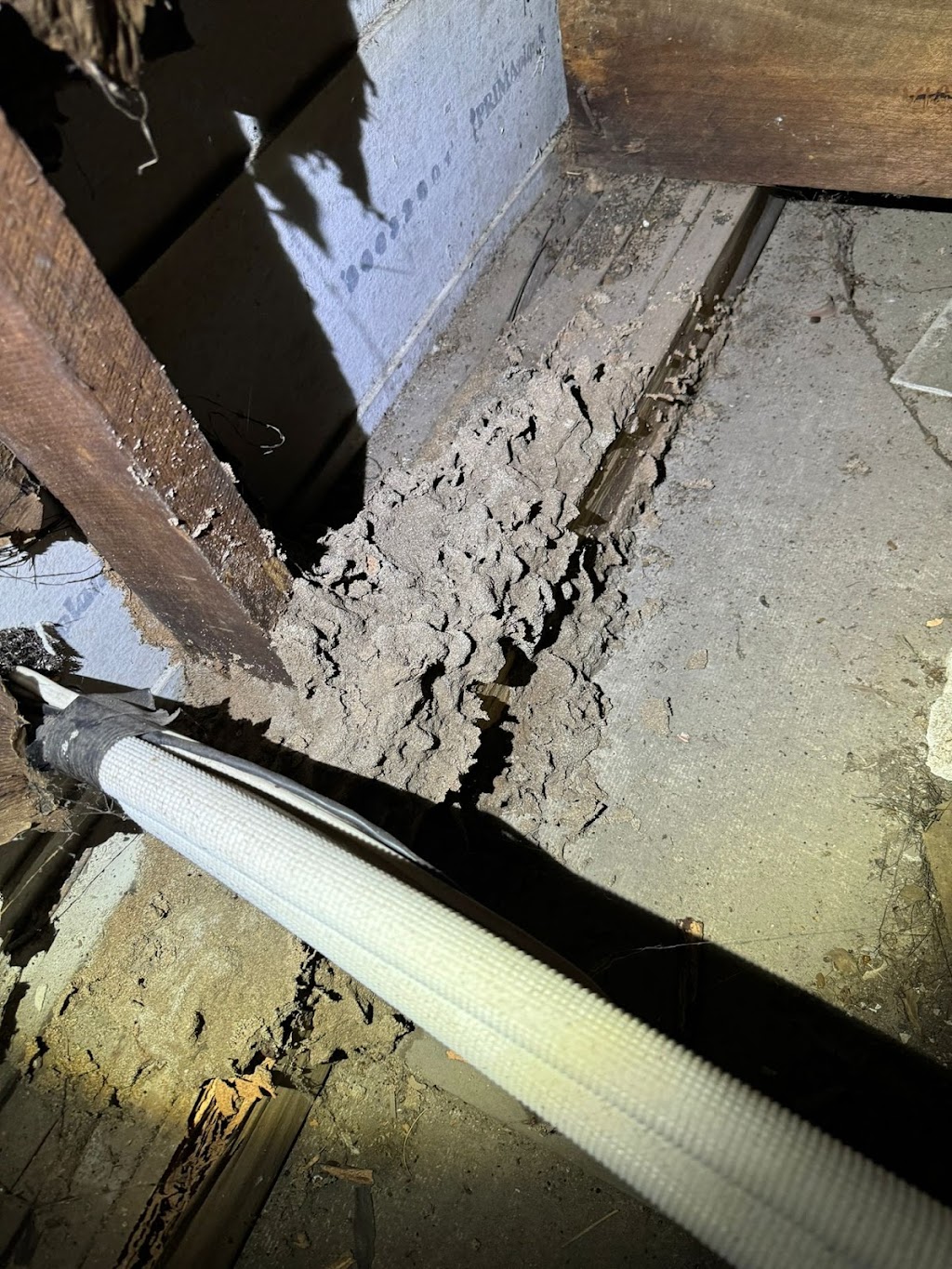 Get Rid of Pests | 6A Worrikul Ave, Fletcher NSW 2287, Australia | Phone: 0420 673 000