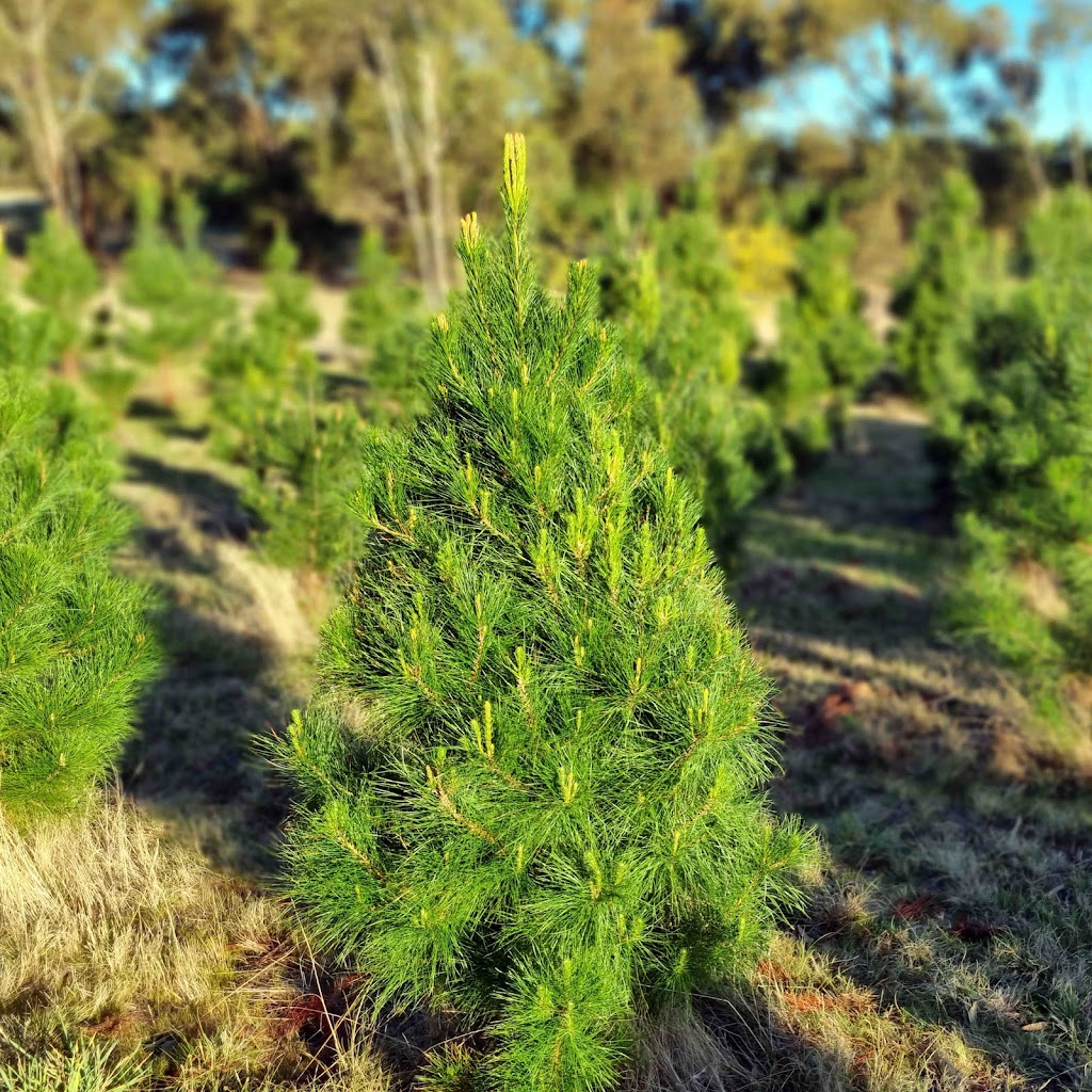Coal Valley Christmas Trees | 1 Walworth Rd, Richmond TAS 7025, Australia | Phone: 0408 602 315