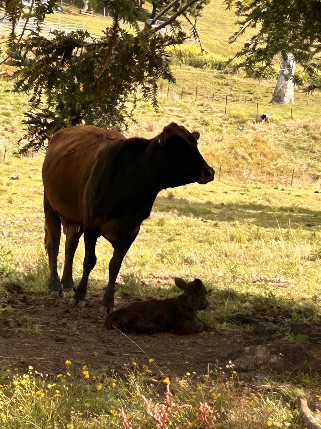 Ataraxis Farms | 825 Collins Creek Rd, Kygole NSW 2474, Australia | Phone: 0431 087 733