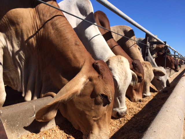 Paringa Feedlot | Paringa, 2534 Retro Corry Rd, Retro QLD 4723, Australia | Phone: 0409 856 192