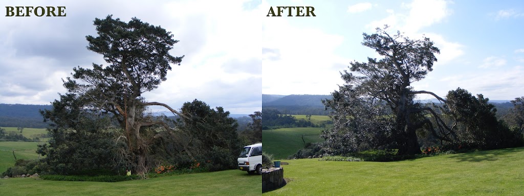 Arbor Medic | 244 Evans Ln, Woodstock NSW 2538, Australia | Phone: (02) 4455 6956