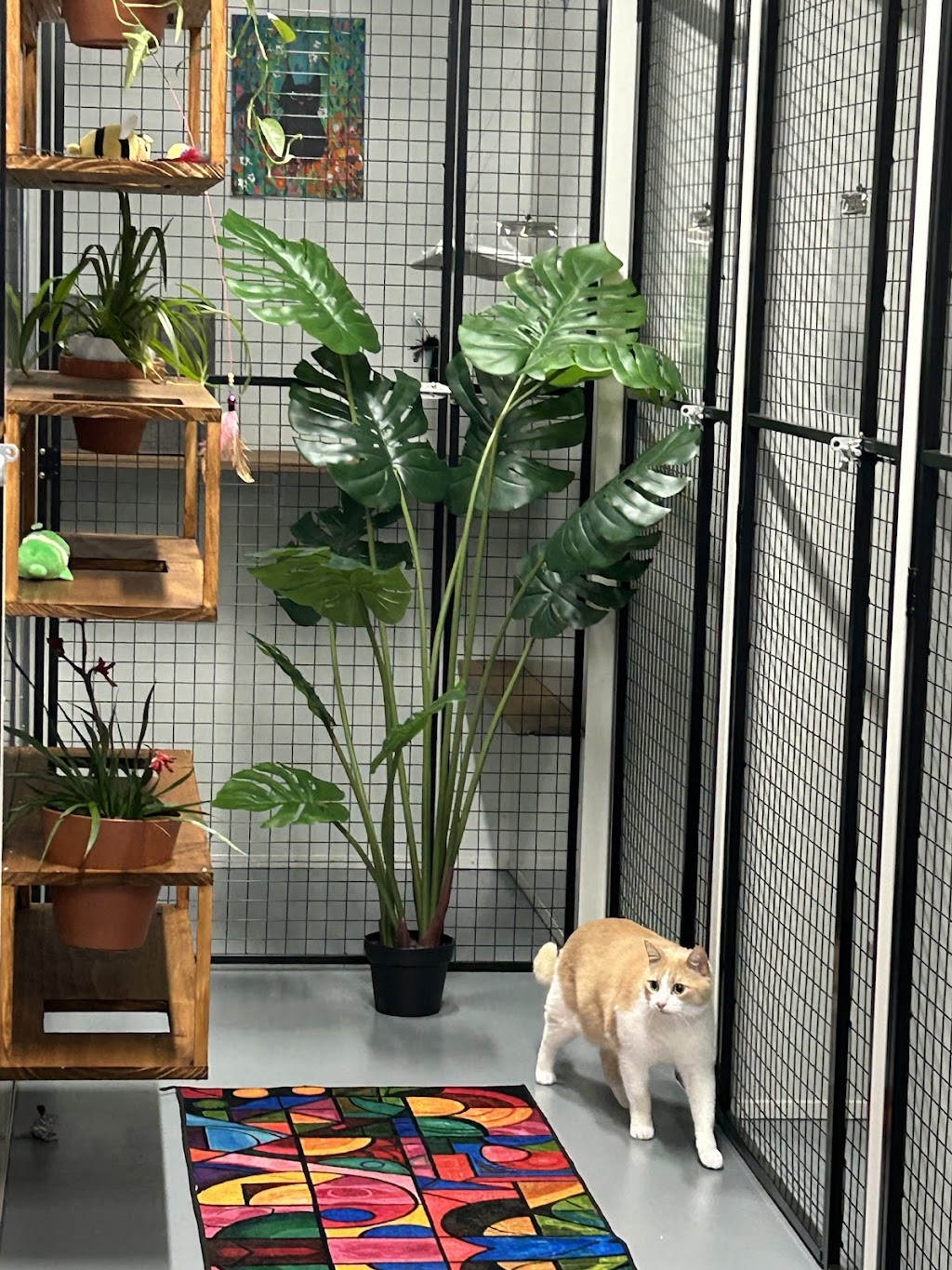 Cardinia Cattery | 200 Bladens Rd, Koo Wee Rup VIC 3981, Australia | Phone: 0499 453 847