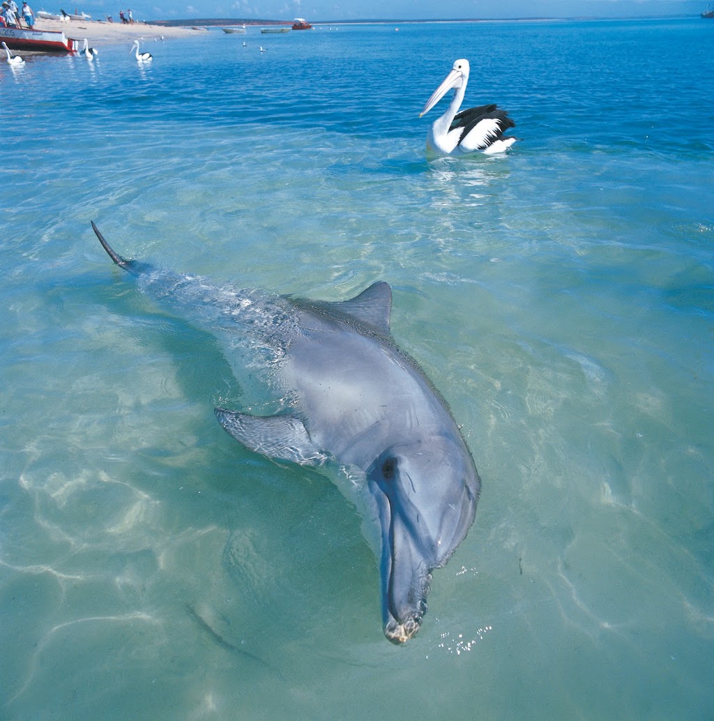 Paddling Monkey Mia Kayak Safaris and SUP Hire | 1 Monkey Mia Rd, Shark Bay WA 6537, Australia | Phone: 0428 911 283