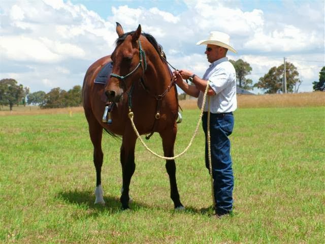 RMF Horse Products | George St, Pipers Flat NSW 2847, Australia | Phone: 0428 326 376