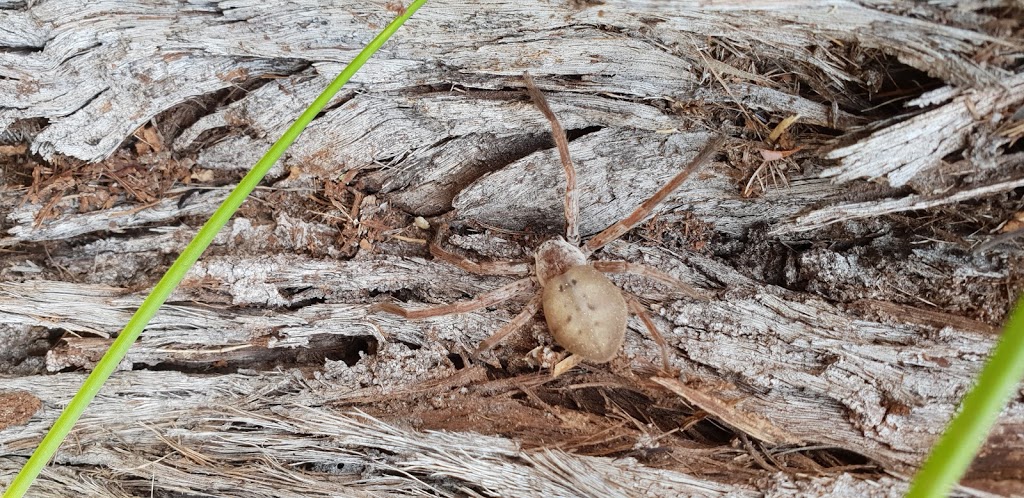 Wide Bay-Burnett Pest Management | 62 Lamb St, Walkervale QLD 4670, Australia | Phone: (07) 4151 0101