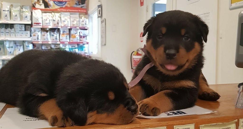 Elgar Road Veterinary Hospital | 590 Elgar Rd, Box Hill North VIC 3129, Australia | Phone: (03) 9899 9518