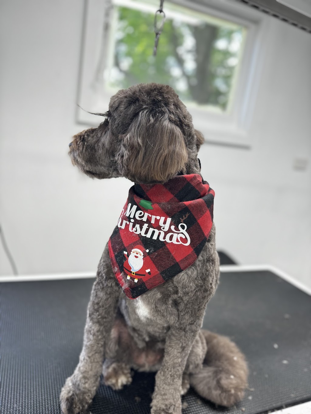 Rambos Pet Grooming | 6 Rae St, Bentleigh East VIC 3165, Australia | Phone: 0468 406 887