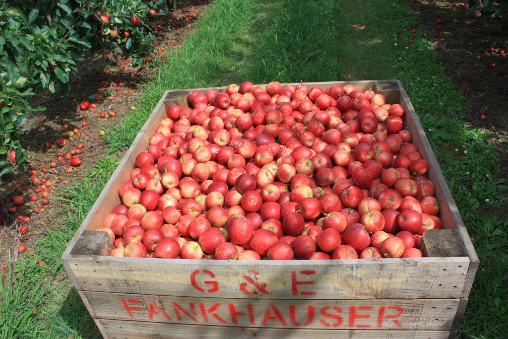 Fankhauser Apples | 515 Old Drouin Rd, Drouin VIC 3818, Australia | Phone: (03) 5625 2596