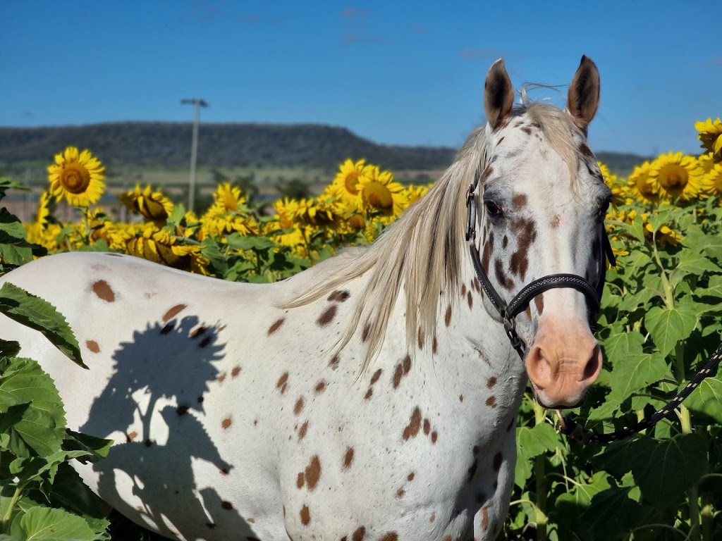 Warraba Sunflowers | 439 Mcnallys Rd, Cambooya QLD 4358, Australia | Phone: 0475 389 305