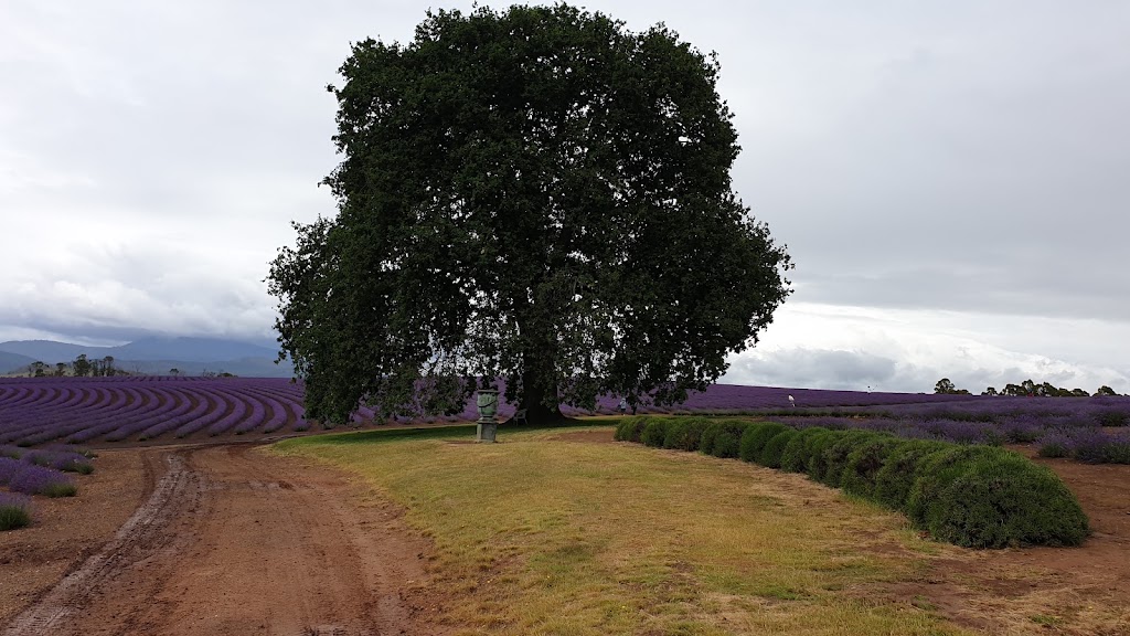 Bridestowe Lavender Farm | 296 Gillespies Rd, Nabowla TAS 7260, Australia | Phone: (03) 6352 8182