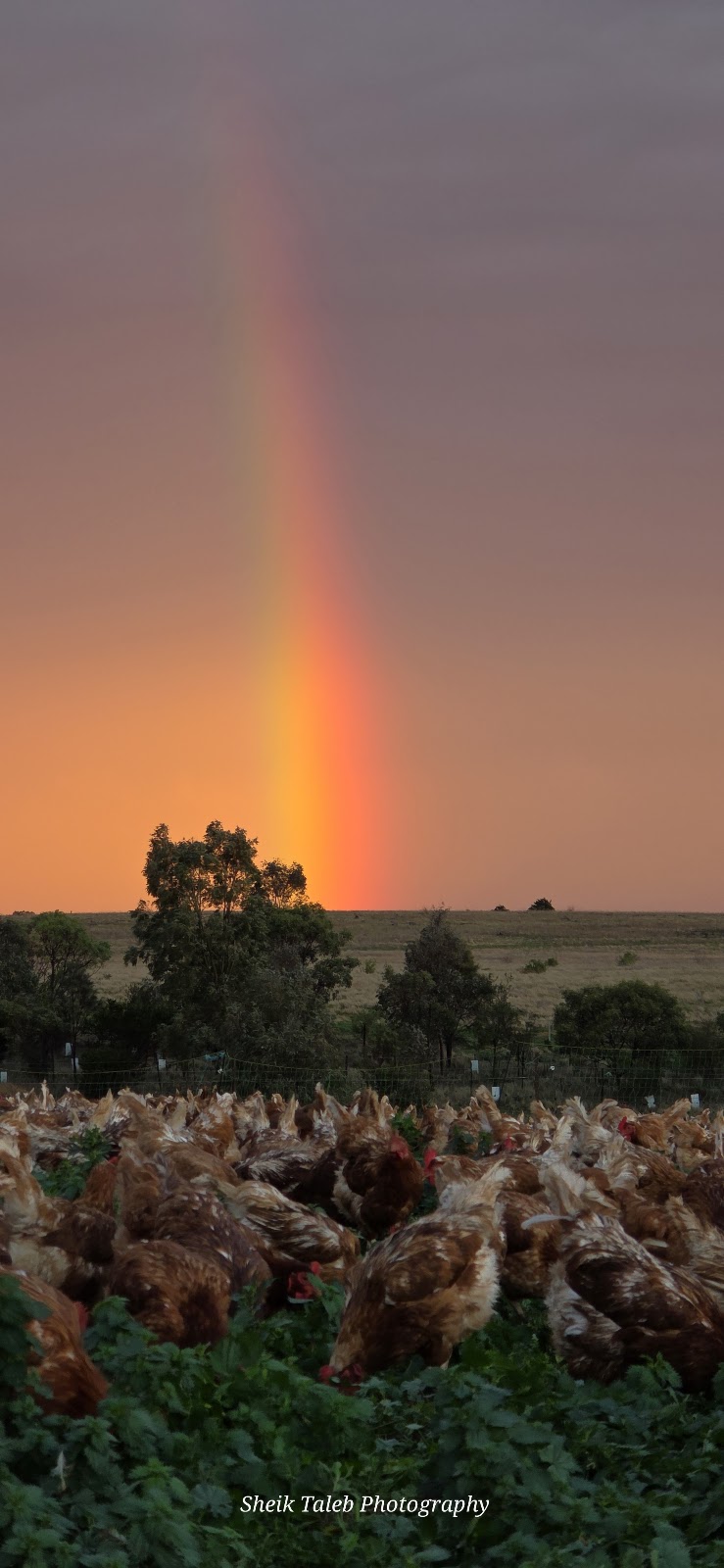 Blue Valley Farms Pty Ltd | 100 Martin Rd, Little River VIC 3211, Australia | Phone: 0425 819 417