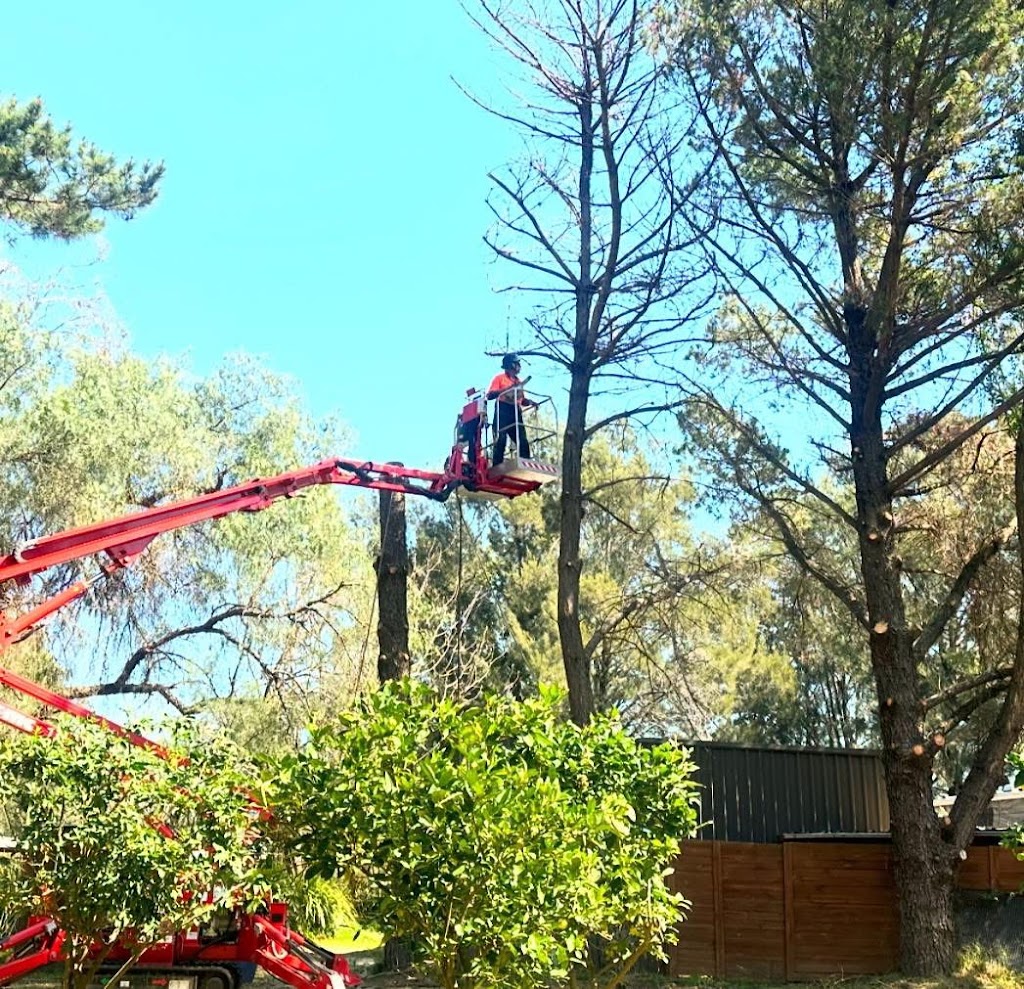 JTL Tree Lopping Pty Ltd | 12 Big Ridge Ln, Clydesdale NSW 2330, Australia | Phone: 0439 464 640