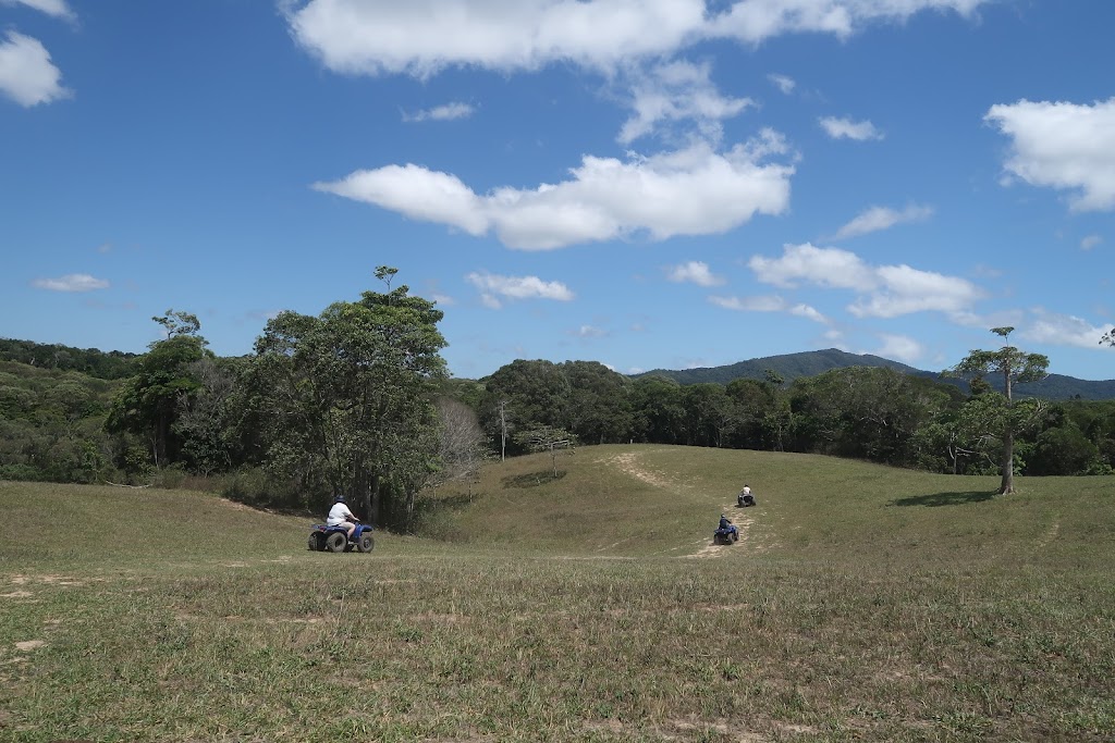 KUR-Cow Barnwell | Barnwell Rd, Kuranda QLD 4881, Australia | Phone: (07) 4230 0580