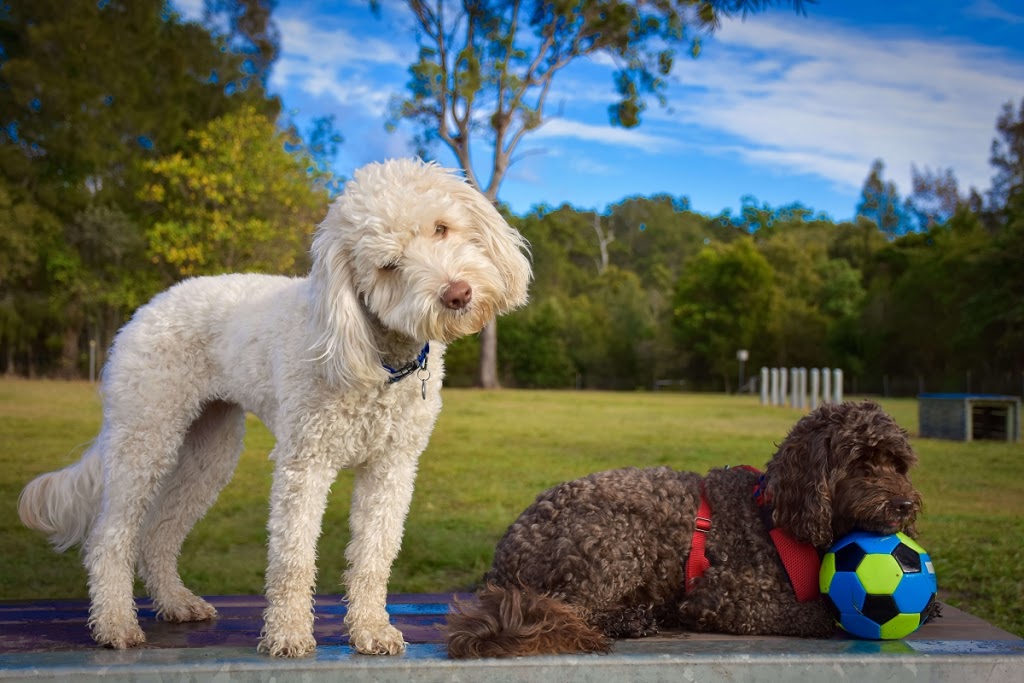 Complete Dog Training | 115 Mudgeeraba Rd, Worongary QLD 4213, Australia | Phone: 0422 402 545