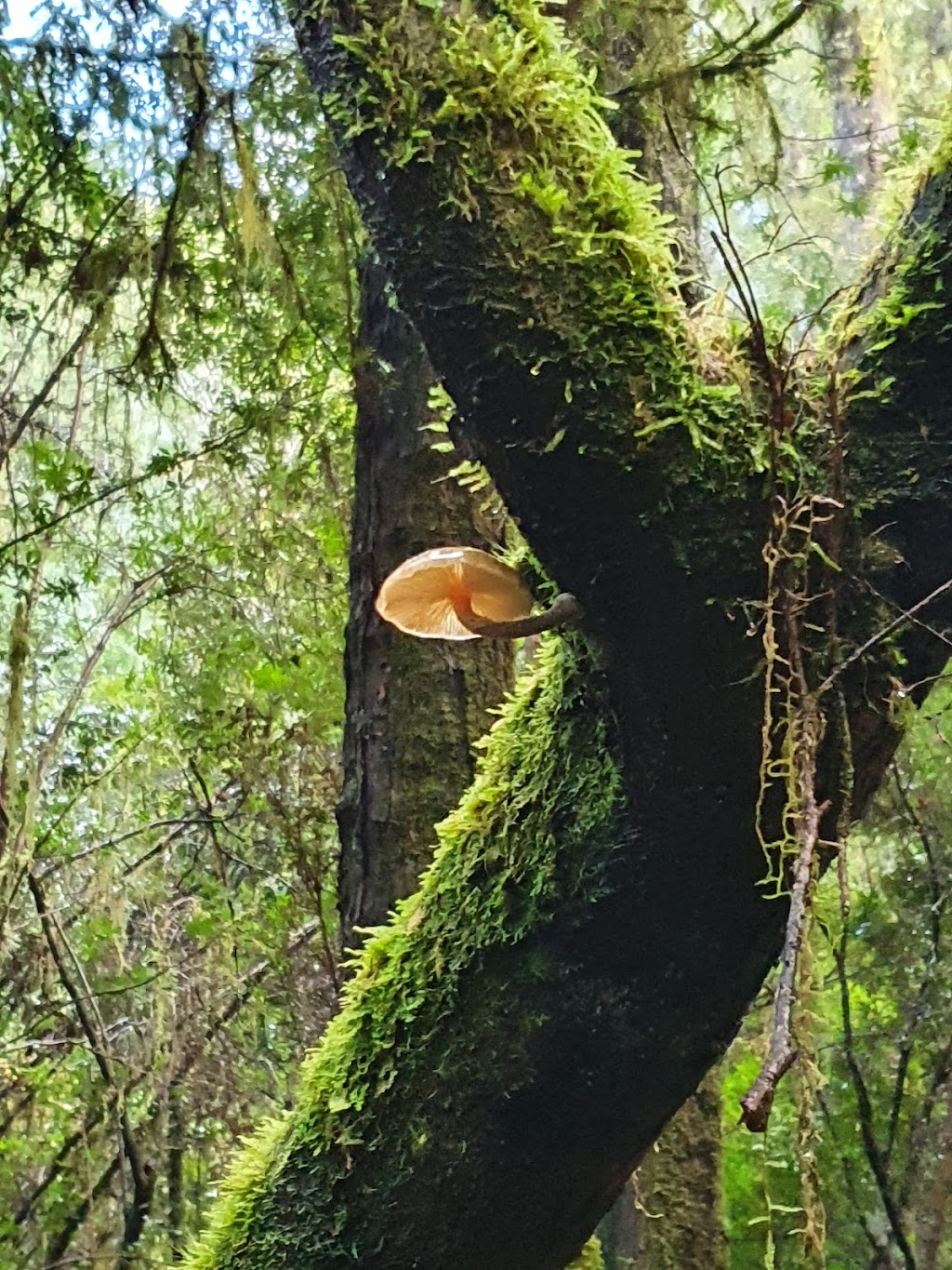 Franklin-Gordon Wild Rivers National Park | Southwest TAS 7139, Australia | Phone: (03) 6472 6020