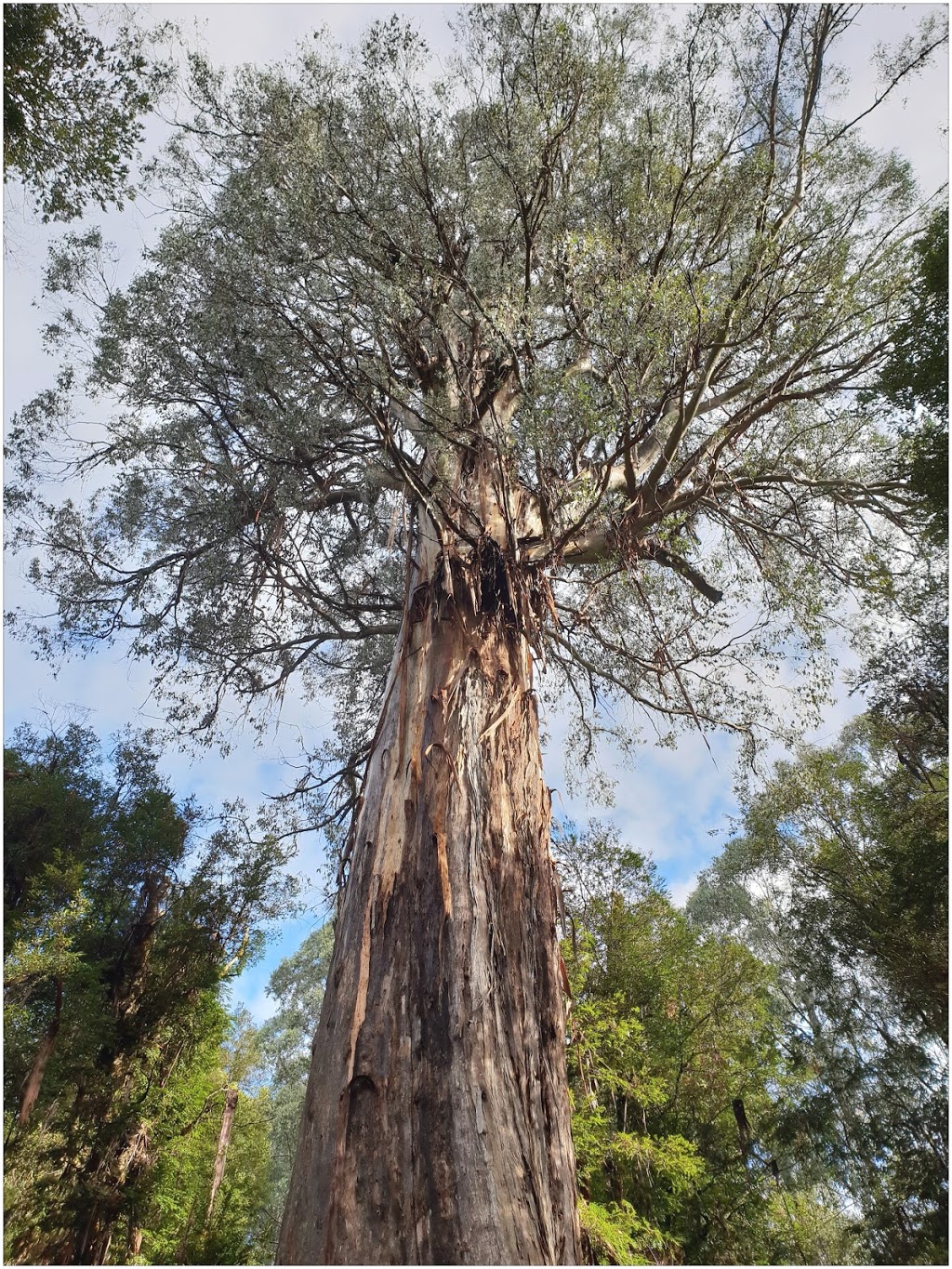 Ada Tree | park | Ada VIC 3833, Australia | 0359669600 OR +61 3 5966 9600