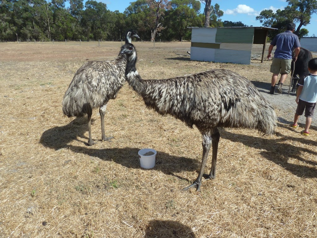 Kerriley Park Farmstay | 288 Yelverton N Rd, Busselton WA 6280, Australia | Phone: 0429 420 888